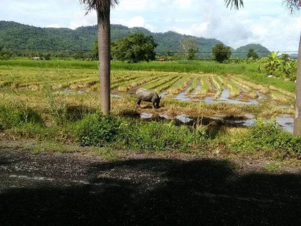 ขายที่ดิน2ไร่3งานถูกมากเห็นเขา นครนายก