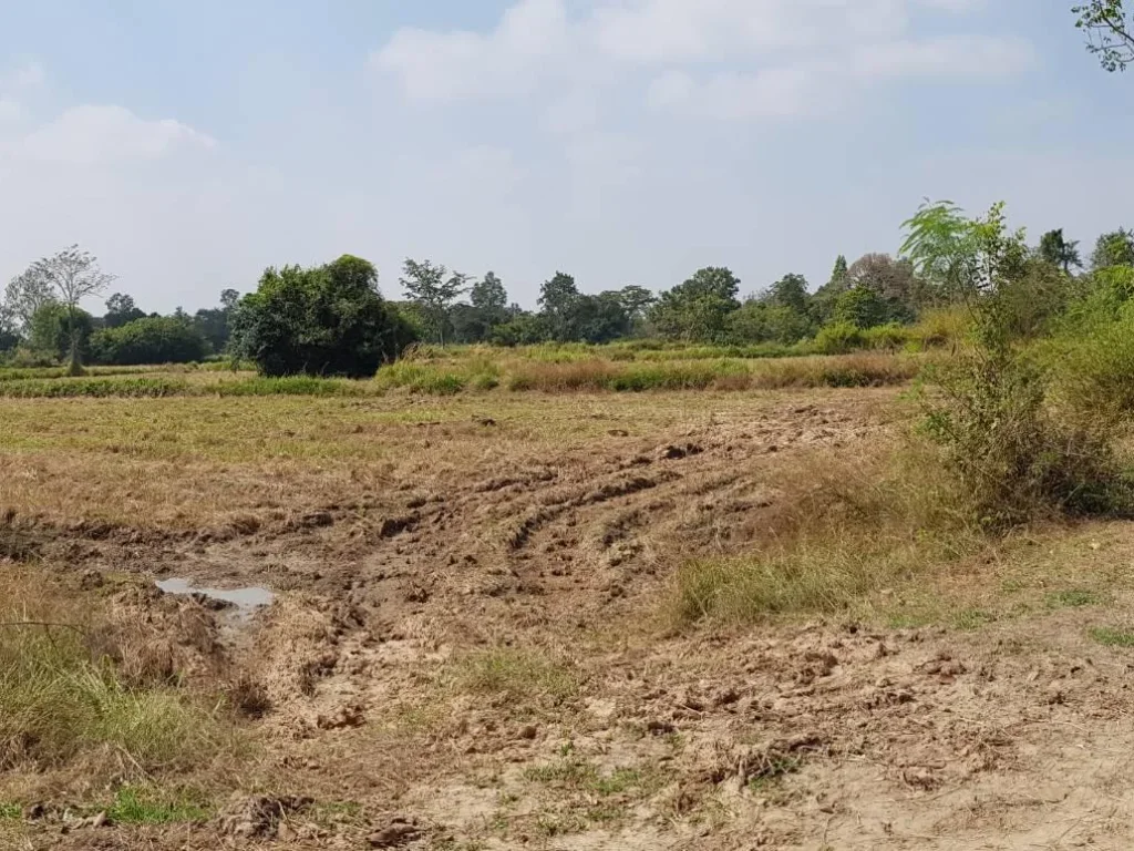 ขายที่ดินปักธงชัย บ้านตะคุ 12 ไร่ มีไฟฟ้า เข้าออกสดวก