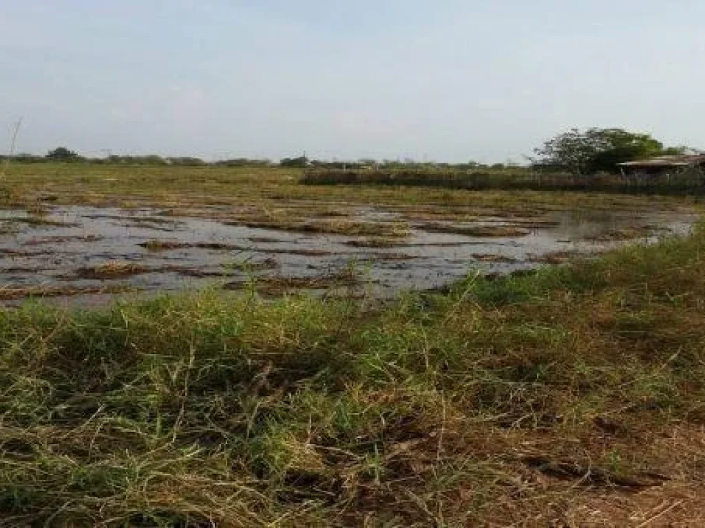 ขายที่ดิน1แปลงราคาถูกติดหนองหานทำเกษตรได้ทั้งปีติดคอนกรีตรถยนต์เข้าออกสะดวกไฟฟ้า-ประปาเข้าถึงรถยนต์เข้า-ออกสะดวกแหล่งชุมชนใกล้ประตูระบายน้ำท่าบัวแดง