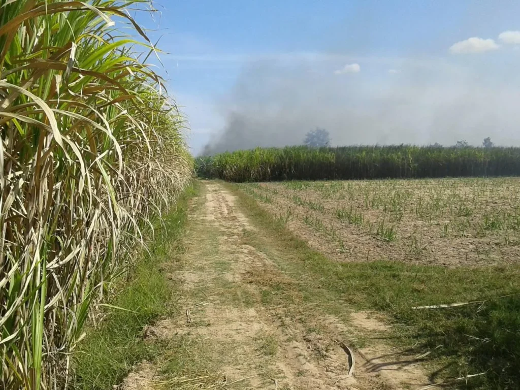 ขายที่ดินมีโฉนดครับ