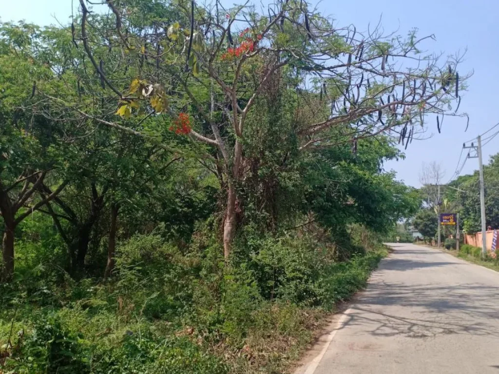 ขายที่ดินสารภี ติดถนนซอย ห่างถนนหลัก 100 เมตร