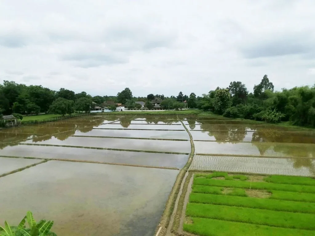 ที่นาติดหมู่บ้านจัดสรร ใกล้ถนนดอยสะเก็ด บ่อสร้าง เชียงใหม่