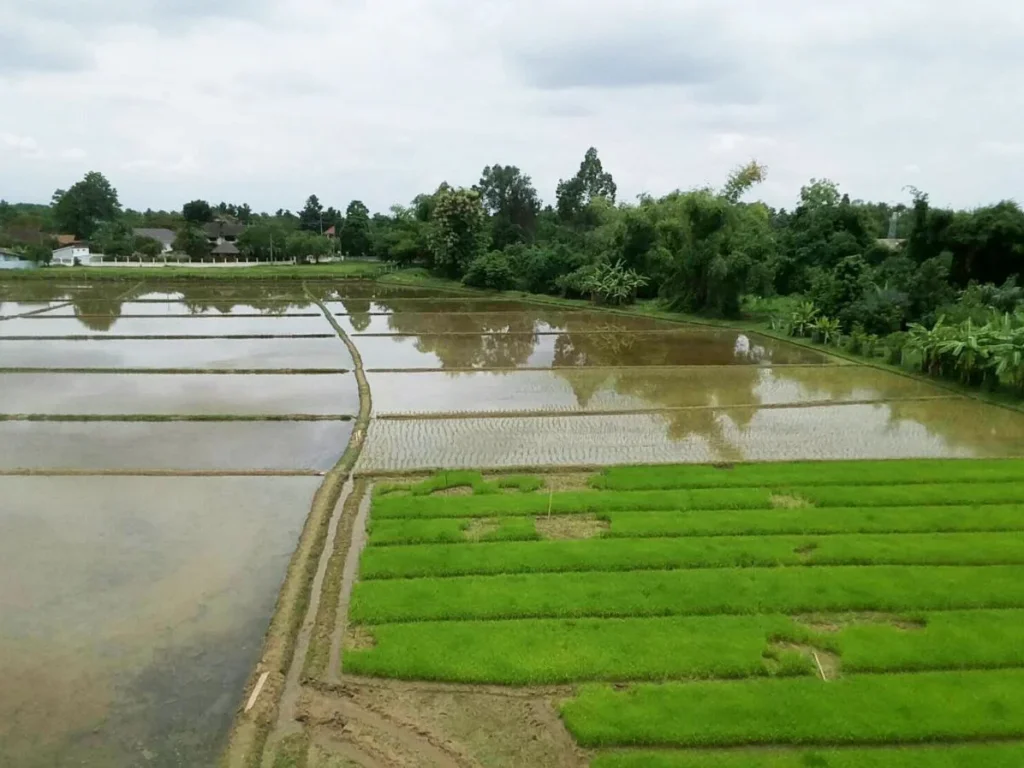 ที่นาติดหมู่บ้านจัดสรร ใกล้ถนนดอยสะเก็ด บ่อสร้าง เชียงใหม่