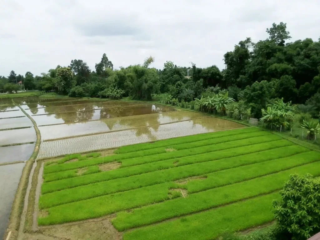 ที่นาติดหมู่บ้านจัดสรร ใกล้ถนนดอยสะเก็ด บ่อสร้าง เชียงใหม่