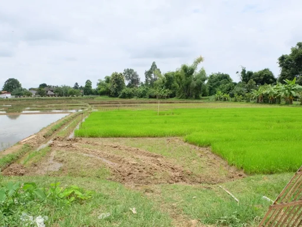 ที่นาติดหมู่บ้านจัดสรร ใกล้ถนนดอยสะเก็ด บ่อสร้าง เชียงใหม่