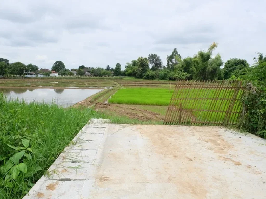 ที่นาติดหมู่บ้านจัดสรร ใกล้ถนนดอยสะเก็ด บ่อสร้าง เชียงใหม่