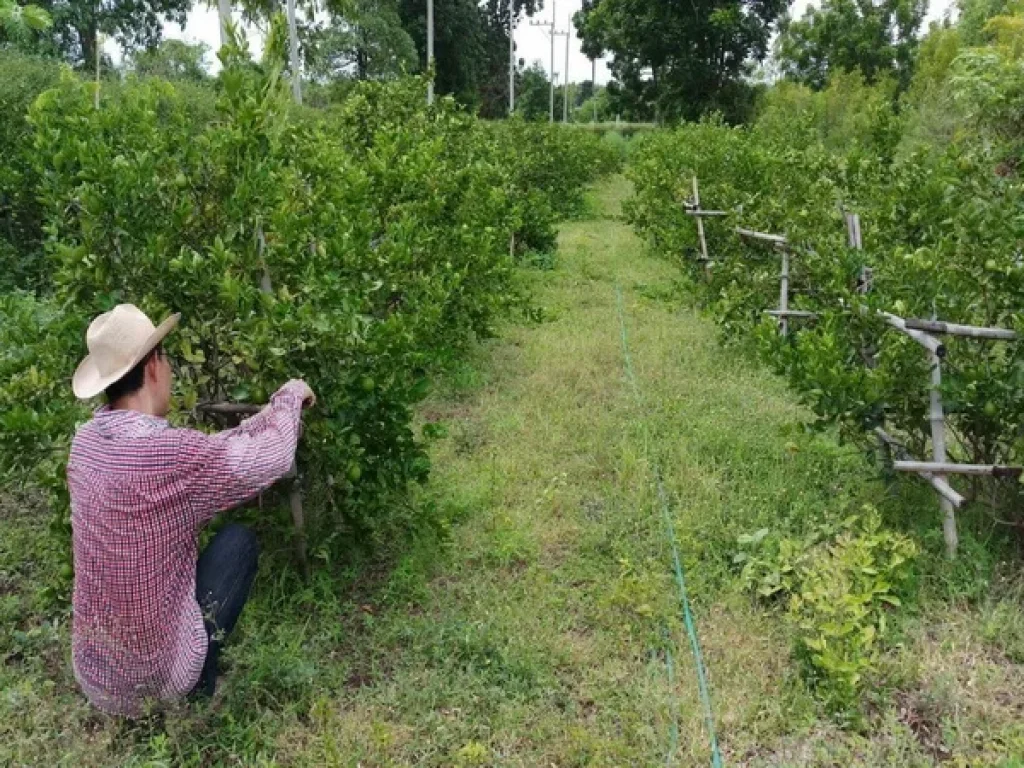 ที่ดินสิ่งปลูกสร้าง ไร่ทิพย์ ไพศาล ถนนสระบุรี-เพชรบูรณ์ ชัยบาดาล ลพบุรี