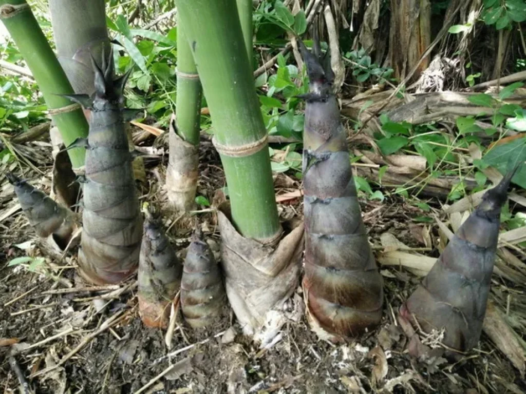 ที่ดินสิ่งปลูกสร้าง ไร่ทิพย์ ไพศาล ถนนสระบุรี-เพชรบูรณ์ ชัยบาดาล ลพบุรี