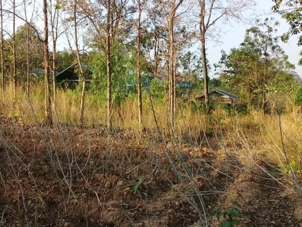 ขายที่ดิน 75 ไร่ ติดถนนสุระนารายณ์ ข้างสถานีอนามัย บช่องสำราญ ตวะตะแบก อเทพสถิต จชัยภูมิ