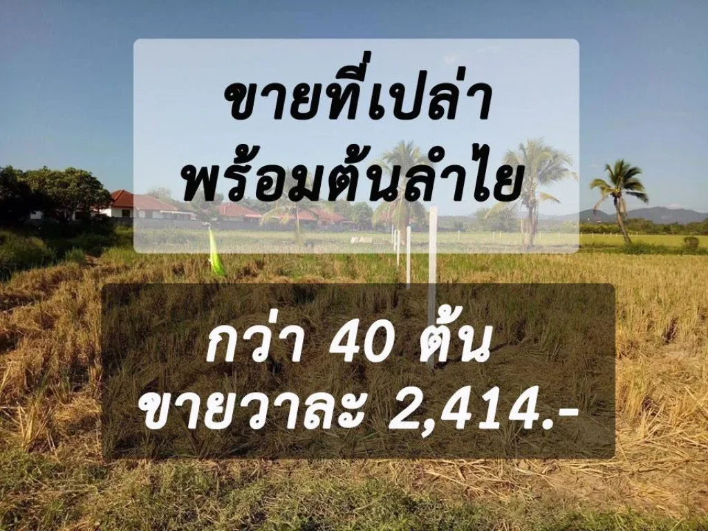 ขายที่ดินเปล่า ตหนองแหย่ง อสันทราย ติดหมู่บ้านถนนมีทางเข้าออกต้นลำไยกว่า40ต้น