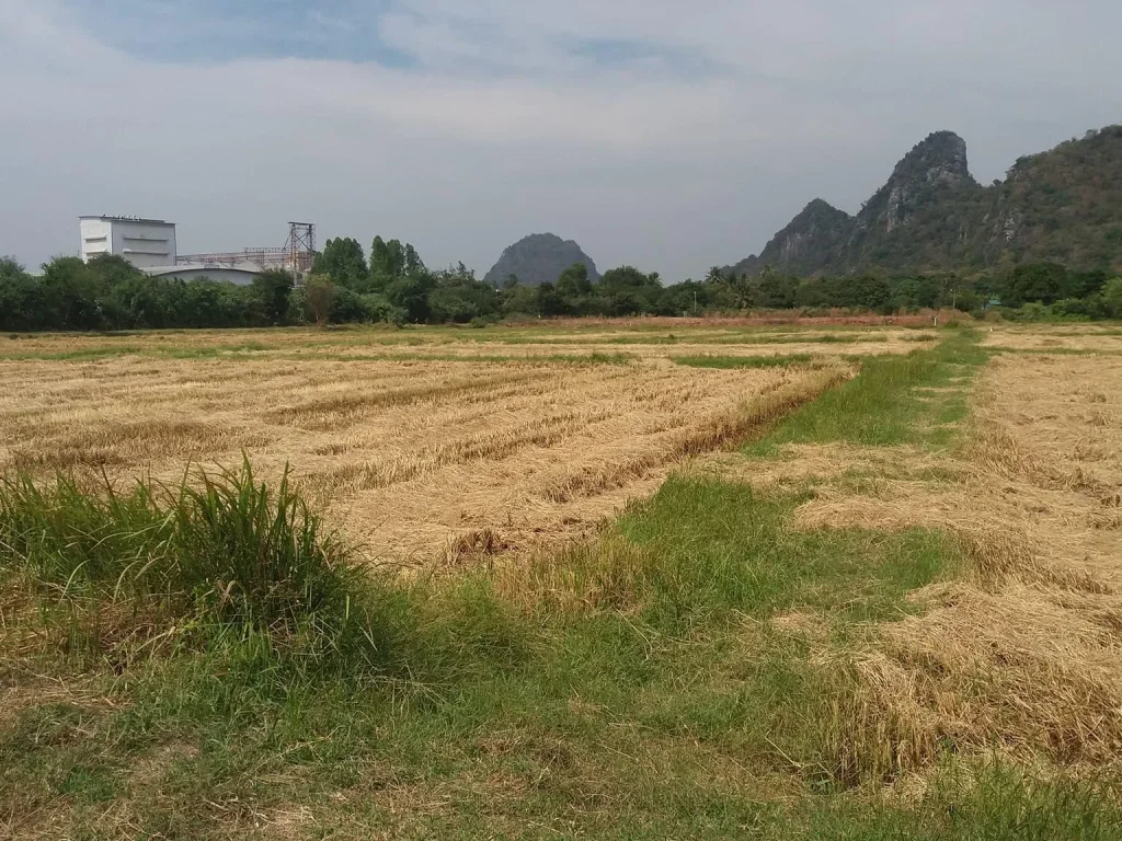 ที่นา 8 ไร่ 2 งาน ติดถนนดิน ติดคลอง มีน้ำใช้ในการเกษตรทั้งปี