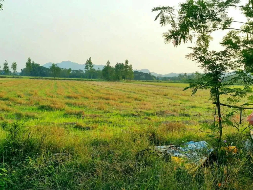 ต้องการขายที่ดินโฉนด80ไร่ราคาถูกติดถนนสาธารณะที่ดินเป็นรูปสี่เหลี่ยมสวยสนใจจริงต่อราคาได้ครับ