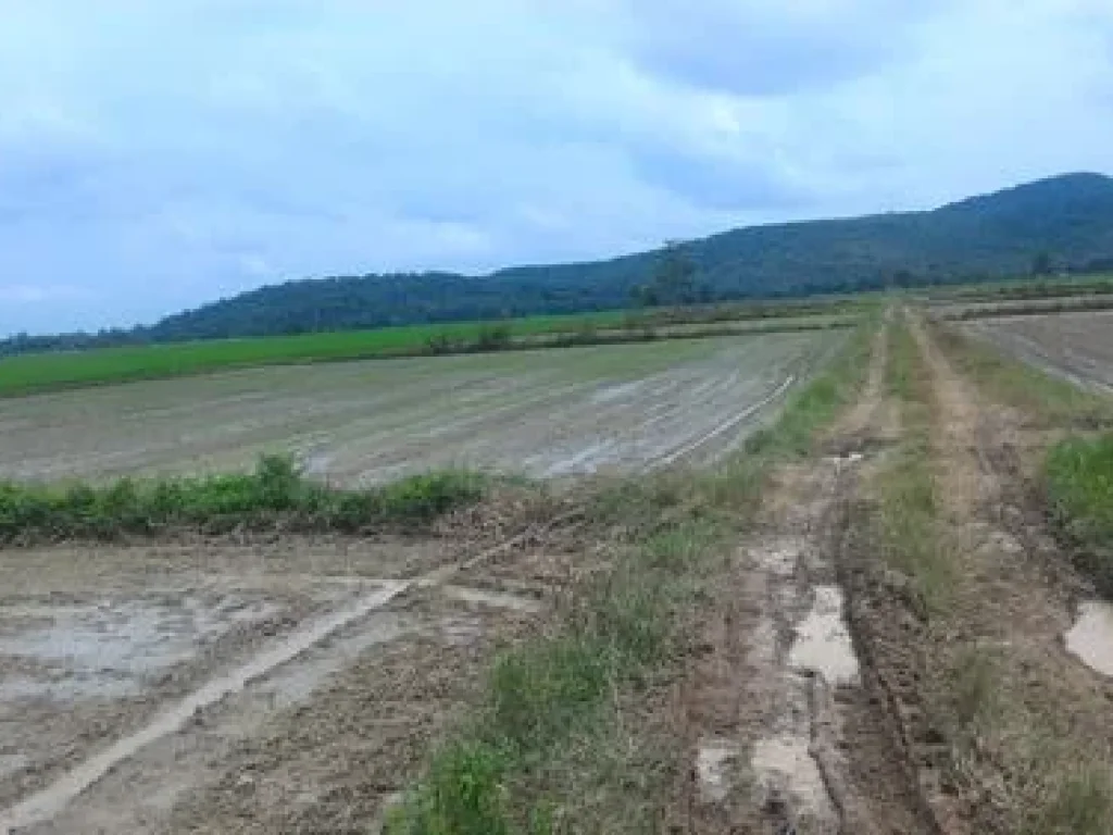 สวรรค์บนดิน 45 ไร่ วิวภูเขา นาทุ่ง ทุ่งเสลี่ยม สุโขทัย