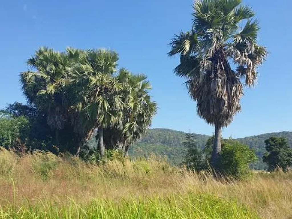 ขายที่ดินสวนต้นตาล วิวภูเขาสวย 180 องศา ตชัยนาม อวังทอง