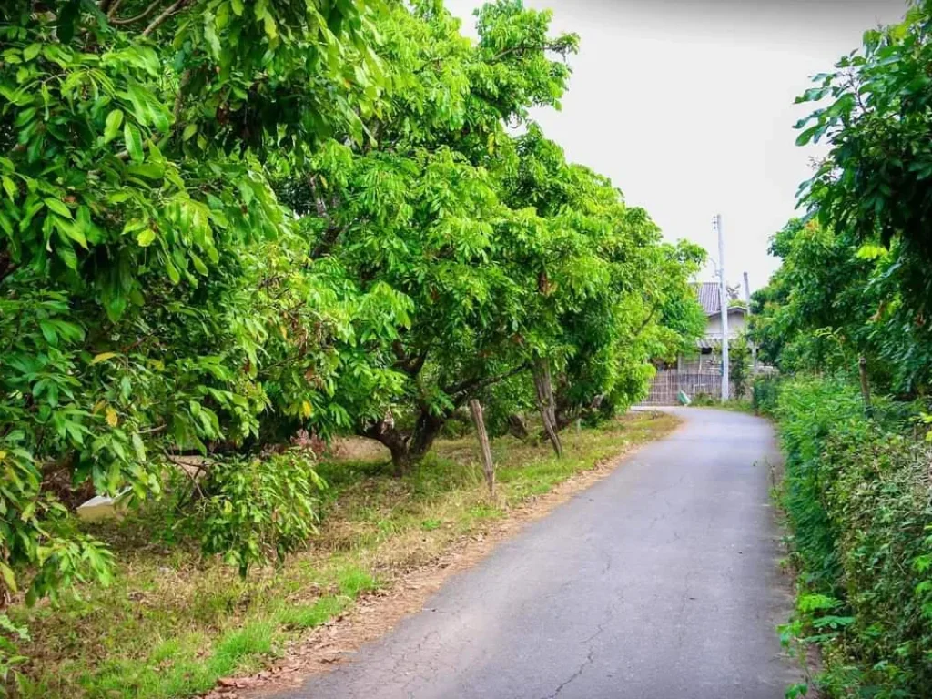 ขายสวนลำใย สันป่าตอง ห่างถนนหลัก 900 เมตร