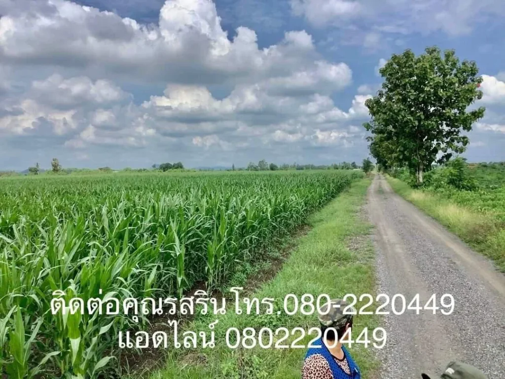 ที่ดินแปลงสวยเขตทำฟาร์ม 49 ไร่