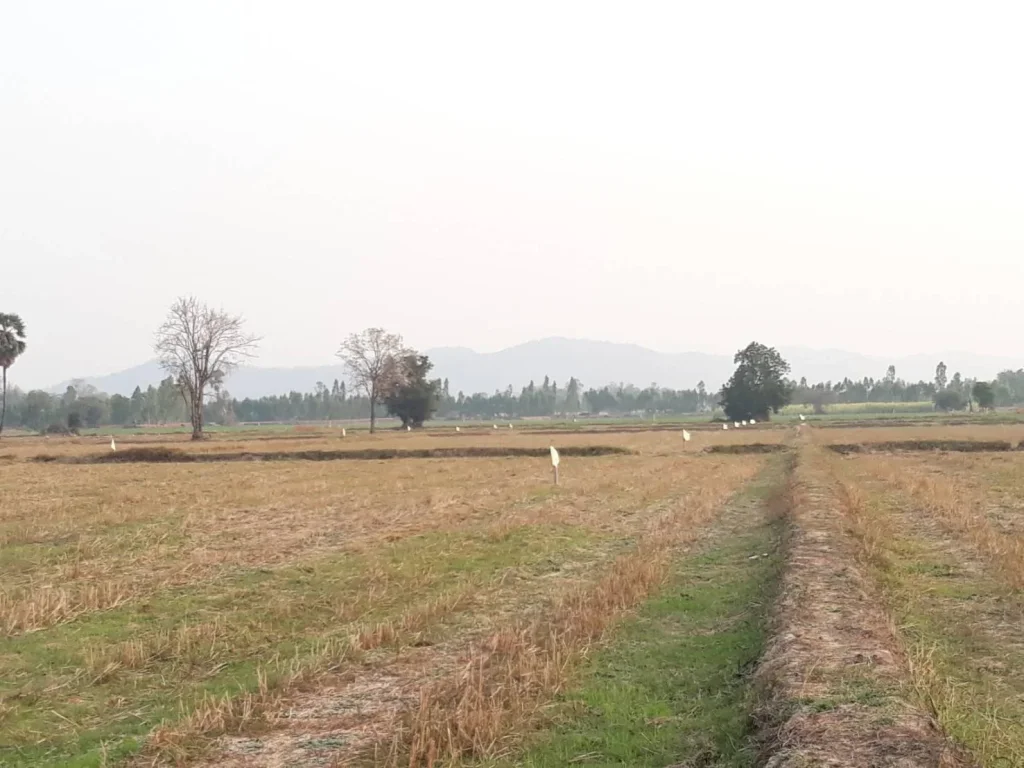 ขายที่ดินสุพรรณ อู่ทอง วิวเขา 2 ไร่ เหมาะสร้างบ้านสวนเกษตร บรรยากาศดีไม่เปลี่ยวมีเพื่อนบ้าน