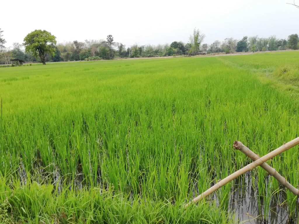 ต้องการขายที่ดินห่างจากน้ำโขงประมาณ 300 เมตร