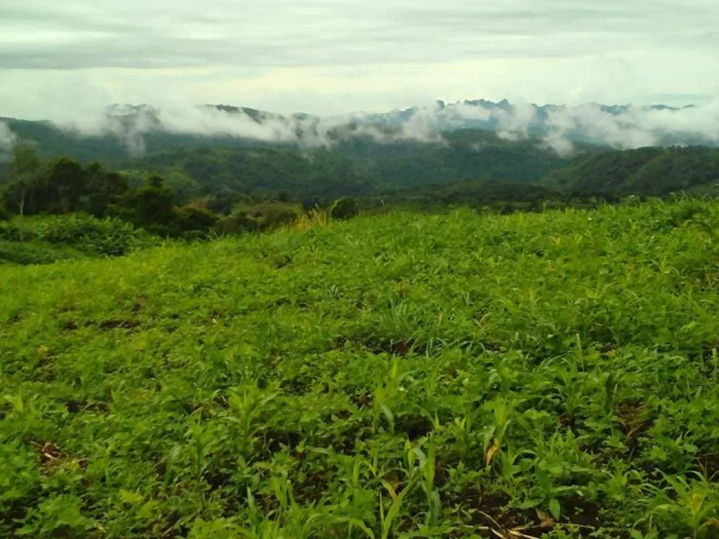 ขายที่ดิน 1 ไร่ วิวสวยๆ360 องศา อากาศเย็นสบายทั้งปี