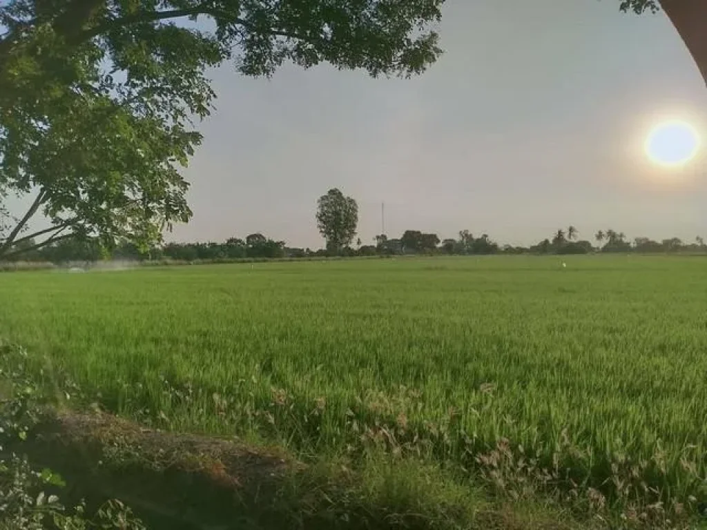 ขายที่ดิน 13 ไร่ 2 งานอดอนเจดีย์จ สุพรรณบุรี