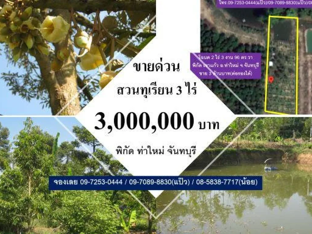 ขายสวนทุเรียน 100 ต้น โฉนด 3 ไร่ พิกัด ท่าใหม่ จันทบุรี ไร่ละ 1 ล้านบาท Durian Thailand 