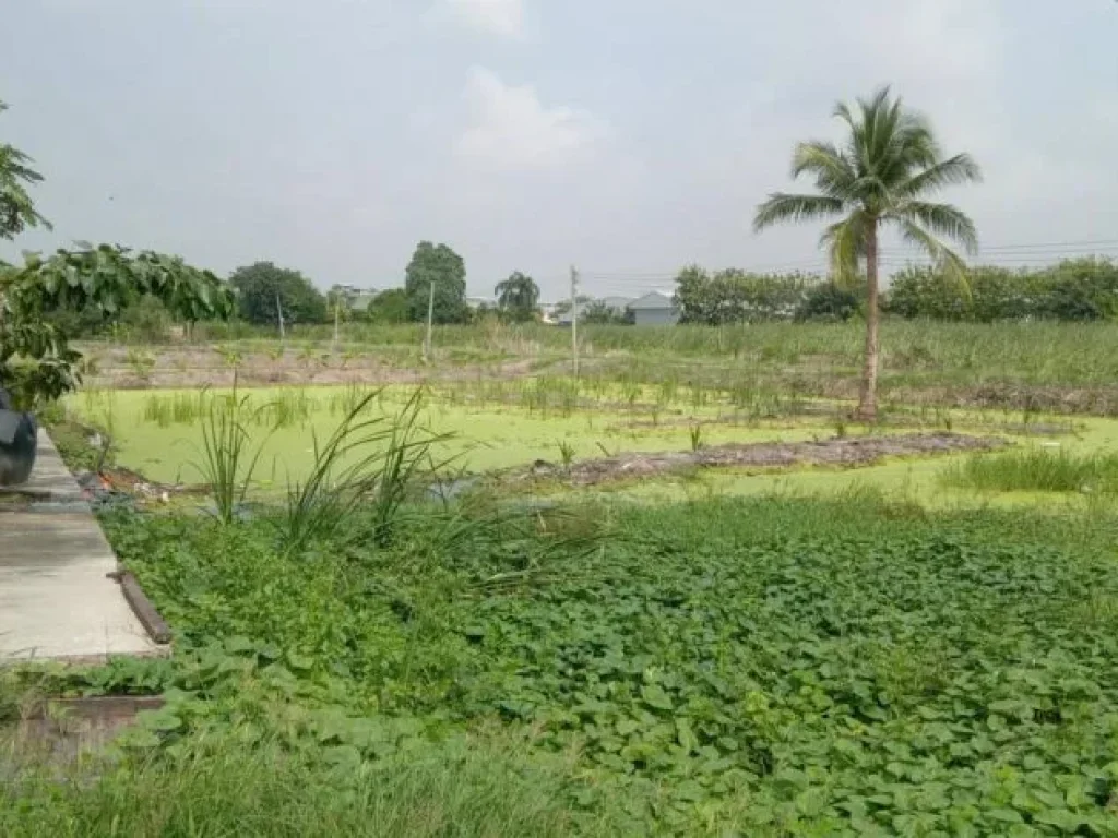 ขายที่ดิน ติดถนนกาญจนาภิเษกย่านบางใหญ่