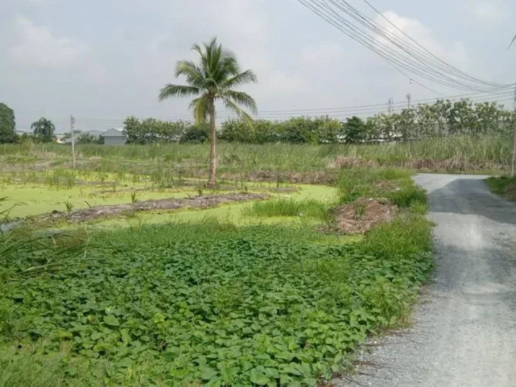 ขายที่ดิน ติดถนนกาญจนาภิเษกย่านบางใหญ่