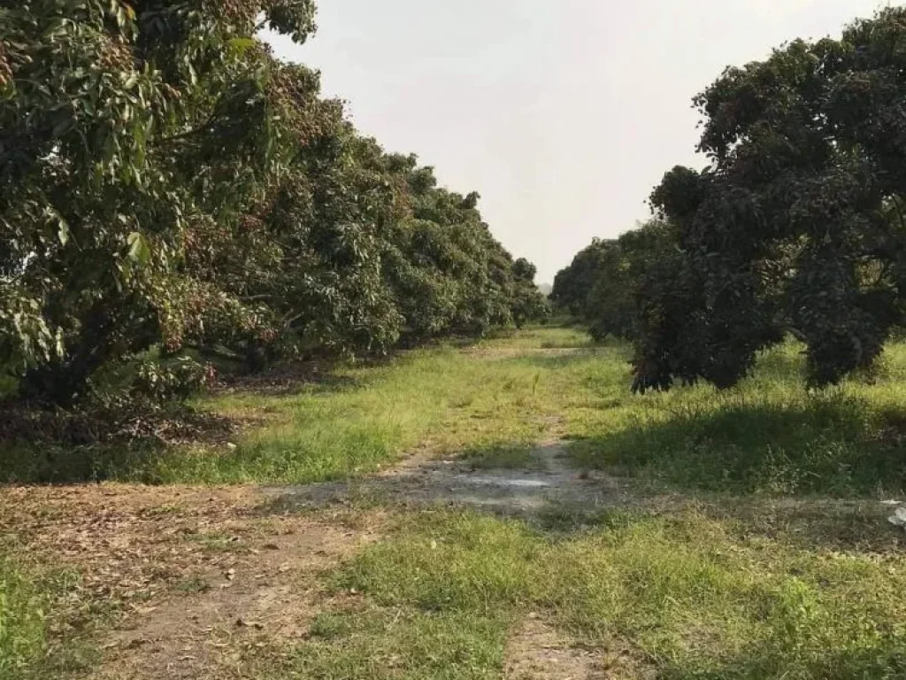 ขายสวนลำใยน้ำบ่อหลวงสันป่าตอง ดินดี พร้อมผลผลิต