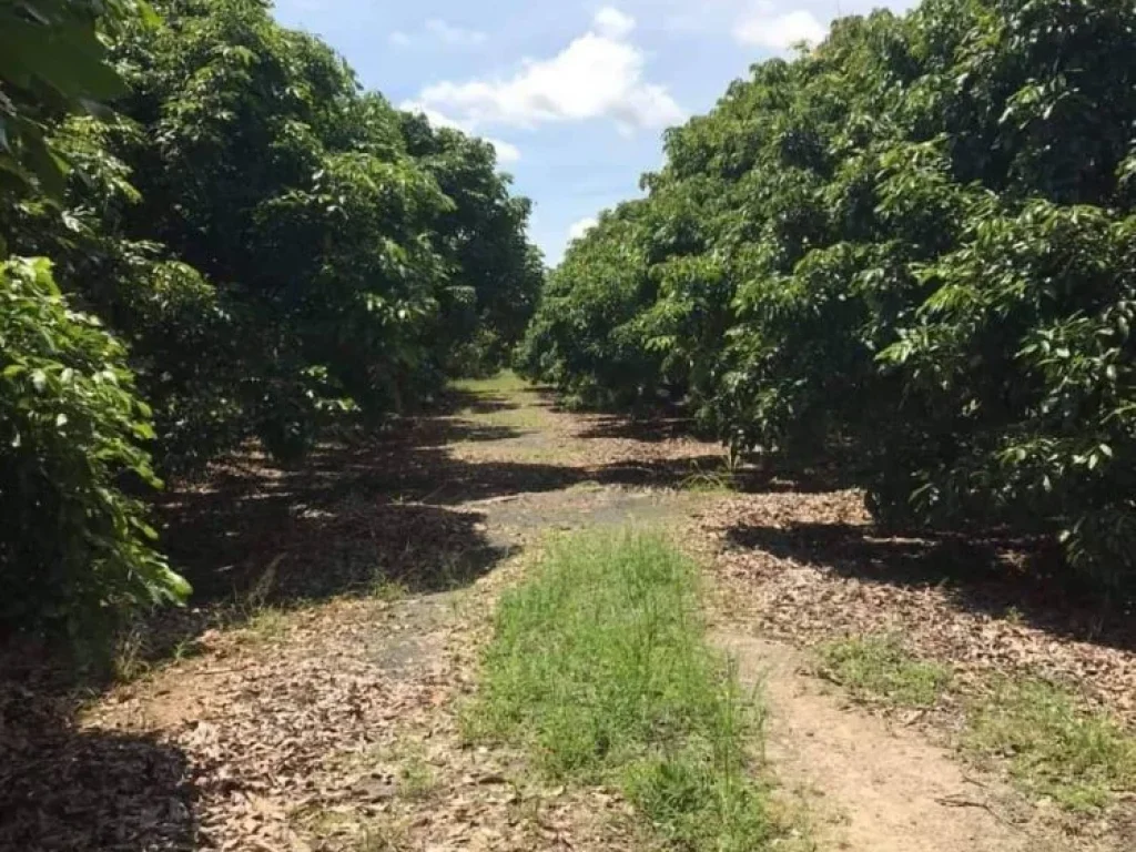 ขายสวนลำใยน้ำบ่อหลวงสันป่าตอง ดินดี พร้อมผลผลิต