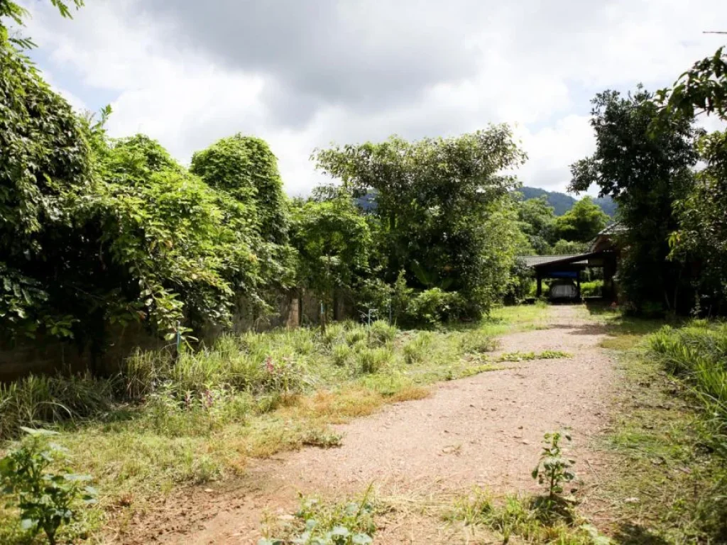 ขายบ้านเดี่ยวสวนตัว House for sale in Maesod Tambon Maekasa Baan Mai Lai Ta 