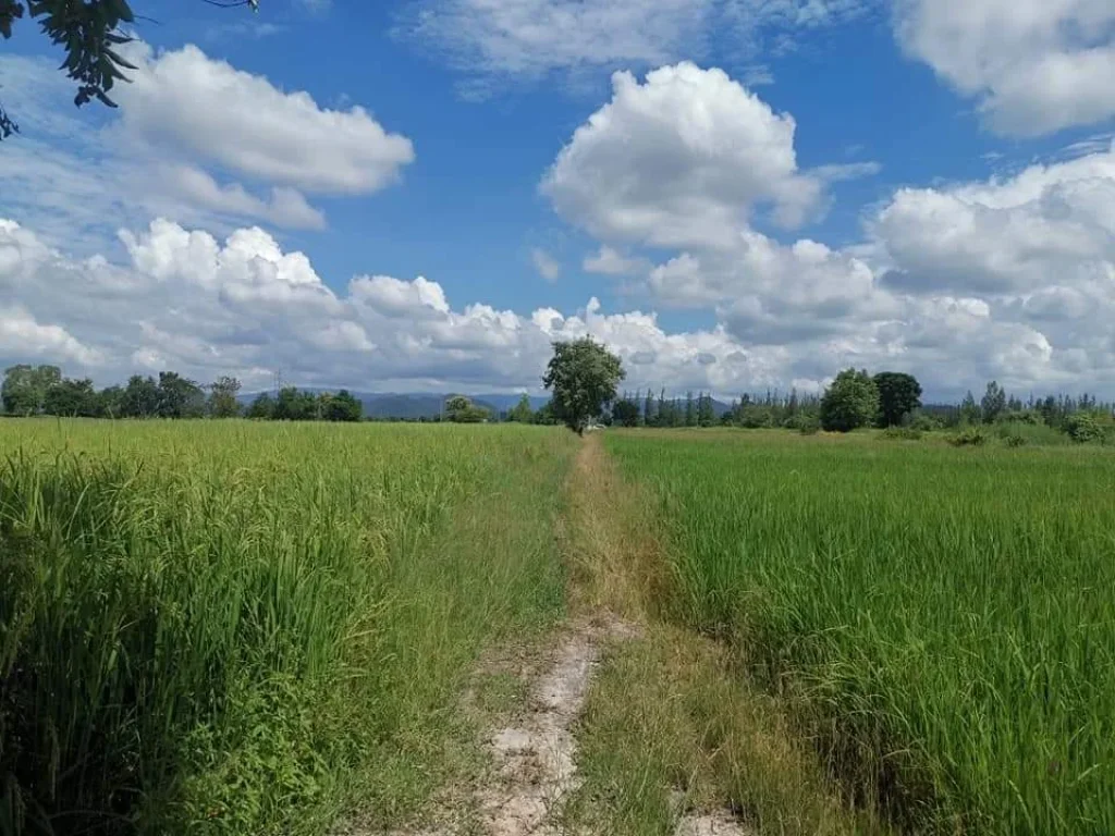 ขายที่ดินห่างเซ้นทรัลเฟสเพียง 25 km ราคาถูก