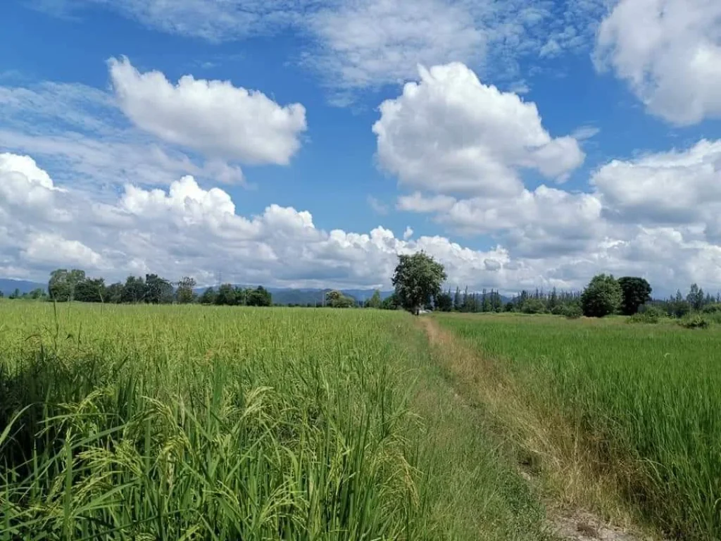 ขายที่ดินห่างเซ้นทรัลเฟสเพียง 25 km ราคาถูก