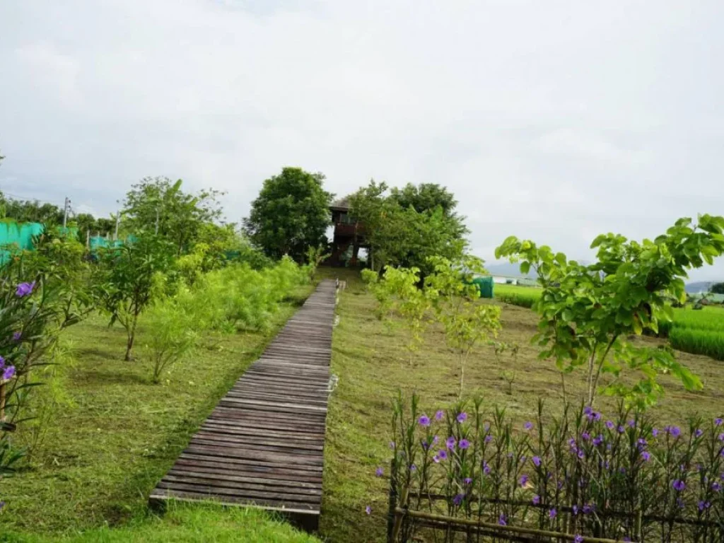 ขายบ้านกึ่งรีสอทร์ เมืองงาย เชียงดาว วิวดอย ราคาสุดคุ้ม