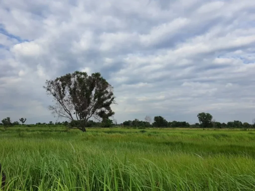 ขายที่ดินทำเลดีราคาถูก หนองเสือ คลอง10 ปทุมธานี