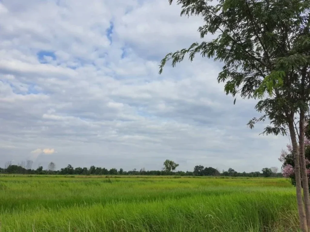 ขายที่ดินทำเลดีราคาถูก หนองเสือ คลอง10 ปทุมธานี