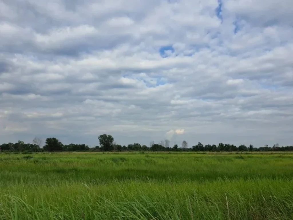 ขายที่ดินทำเลดีราคาถูก หนองเสือ คลอง10 ปทุมธานี