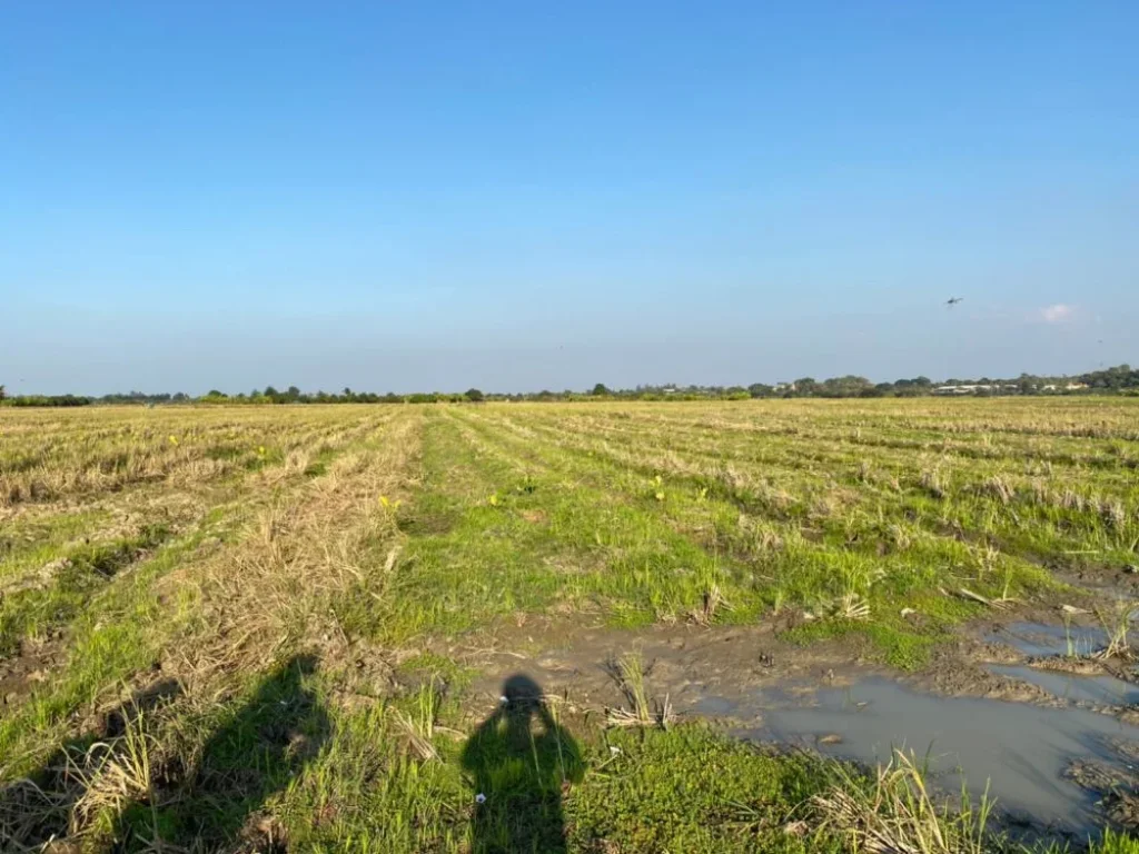 ราคาถูกมาก ที่นาดินดีน้ำดีมีโฉนด