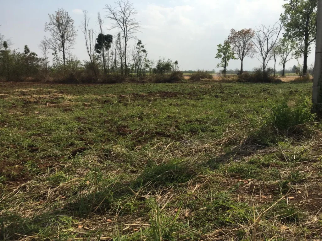 ขายที่ดินทำโครงการบ้านจัดสรรถูก ติดถนนสายหลัก หนองบัวลำภู-ศรีบุญเรือง -เนื้อที่ 48 ไร่ ขายยกแปล 350000 บาทไร่