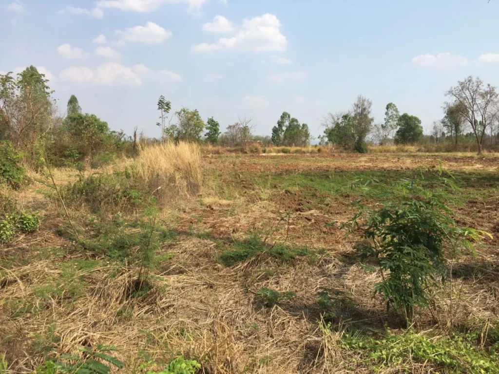 ขายที่ดินทำโครงการบ้านจัดสรรถูก ติดถนนสายหลัก หนองบัวลำภู-ศรีบุญเรือง -เนื้อที่ 48 ไร่ ขายยกแปล 350000 บาทไร่