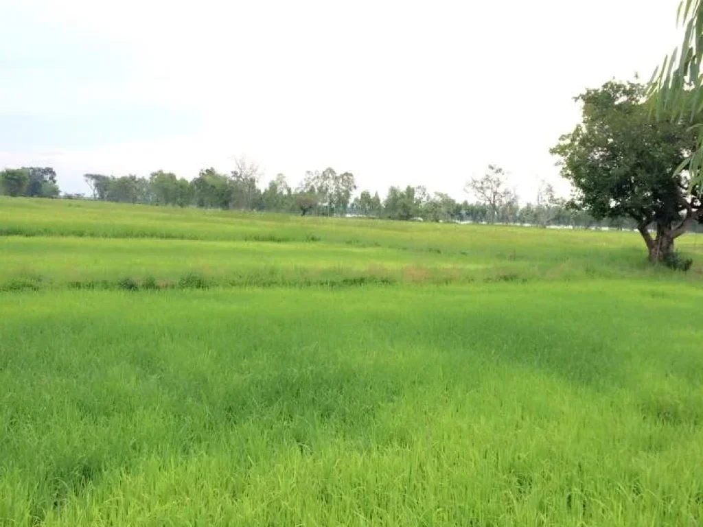 ขายที่ดินติดถนนหลวงแผ่นดิน