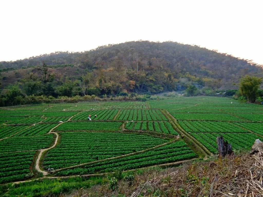 ขายที่ดิน 5ไร่ กว่า ที่ดินติดน้ำ อำเภอเชียงดาว จังหวัดเชียงใหม่