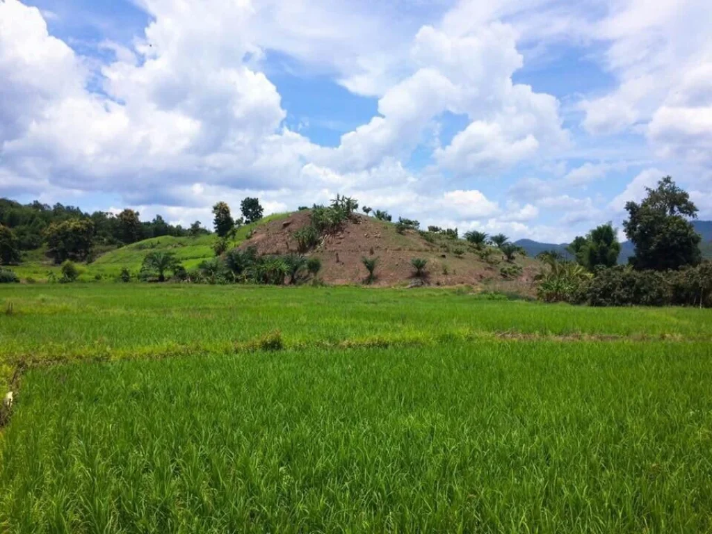 ขายที่ดิน 5ไร่ กว่า ที่ดินติดน้ำ อำเภอเชียงดาว จังหวัดเชียงใหม่