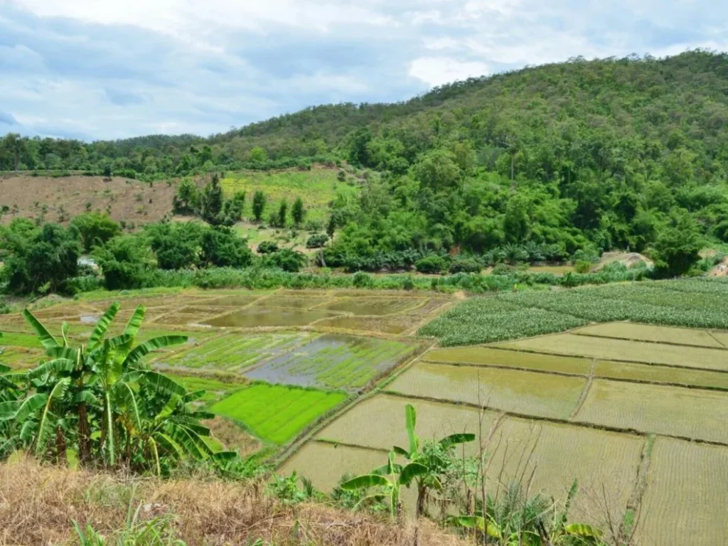 ขายที่ดิน 5ไร่ กว่า ที่ดินติดน้ำ อำเภอเชียงดาว จังหวัดเชียงใหม่