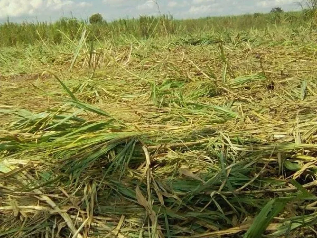 ขายที่ดิน 21 ไร่ ตหนองแก อพระพุทธบาท จสระบุรี ราคา 3 ล้านบาท