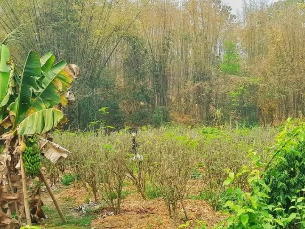 ขายที่ดินติดน้ำแม่ริม ติดถนนคอนกรีต น้ำไฟพร้อม