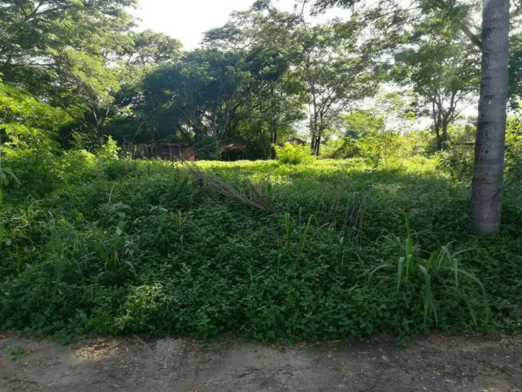 ขายที่ดิน 8 ไร่ ติดถนนริมแม่น้ำน้อย ท่าช้าง สิงห์บุรี โฉนดทั้งหมด