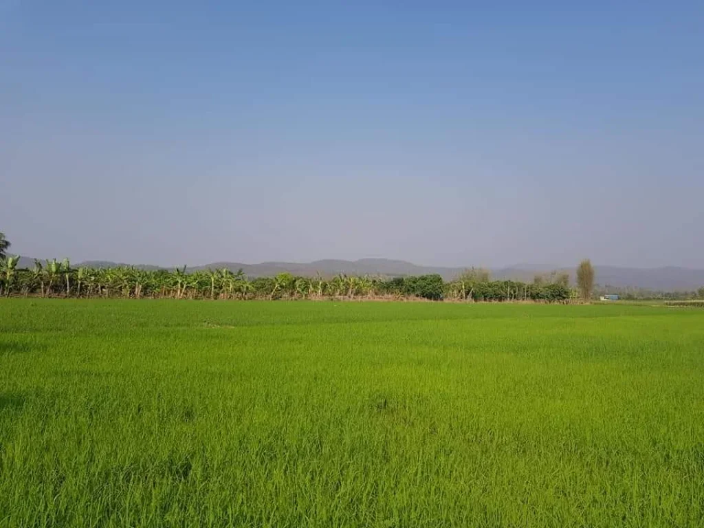 ขายที่นาหน้าติดถนนหลัก หลังติดเขา สันทราย