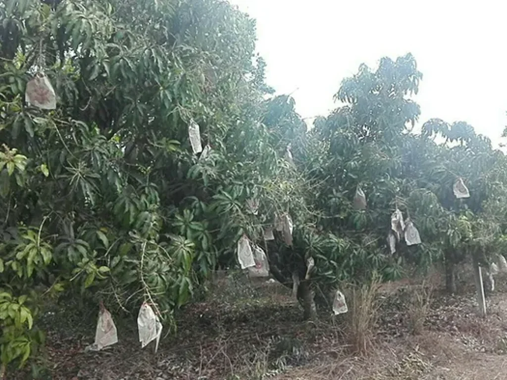 ขายที่ดินสวยมาก 15ไร่ สวนทุเรียนหมอนทองปราจีน มะม่วงน้ำดอกไม้สีทอง