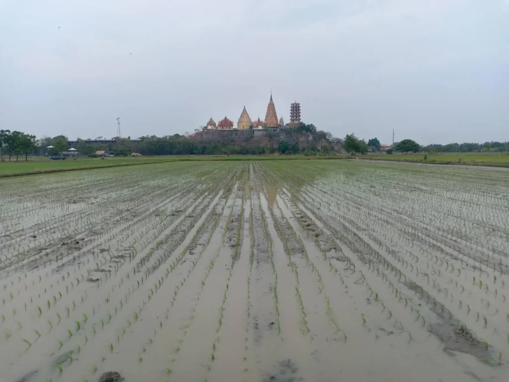 ที่นาหลังวัดถ้ำเสือกาญจนบุรี