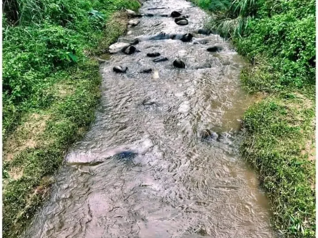 ขายที่ดินบ้านจอมคีรี แม่นะ ติดน้ำแม้แมะ เชียงดาวโฉนด